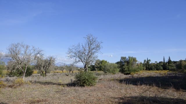 Undeveloped Land for sale in Sencelles - € 329,000 (Ref: 9258122)