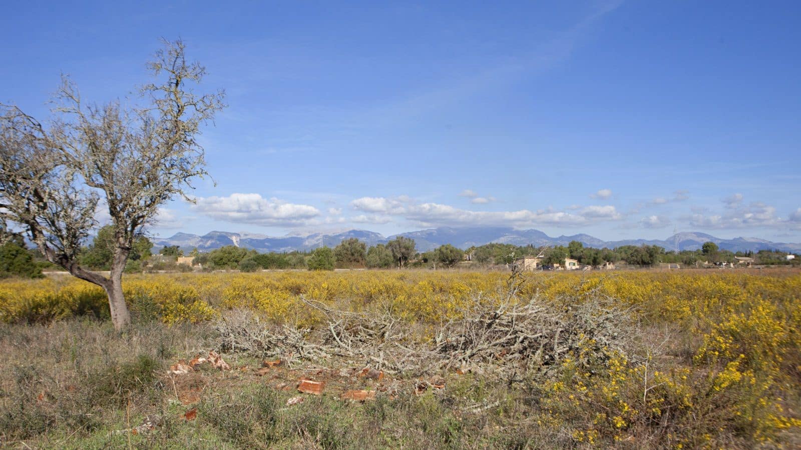 Terreno Non Edificato in vendita in Sencelles - 329.000 € (Rif: 9258122)