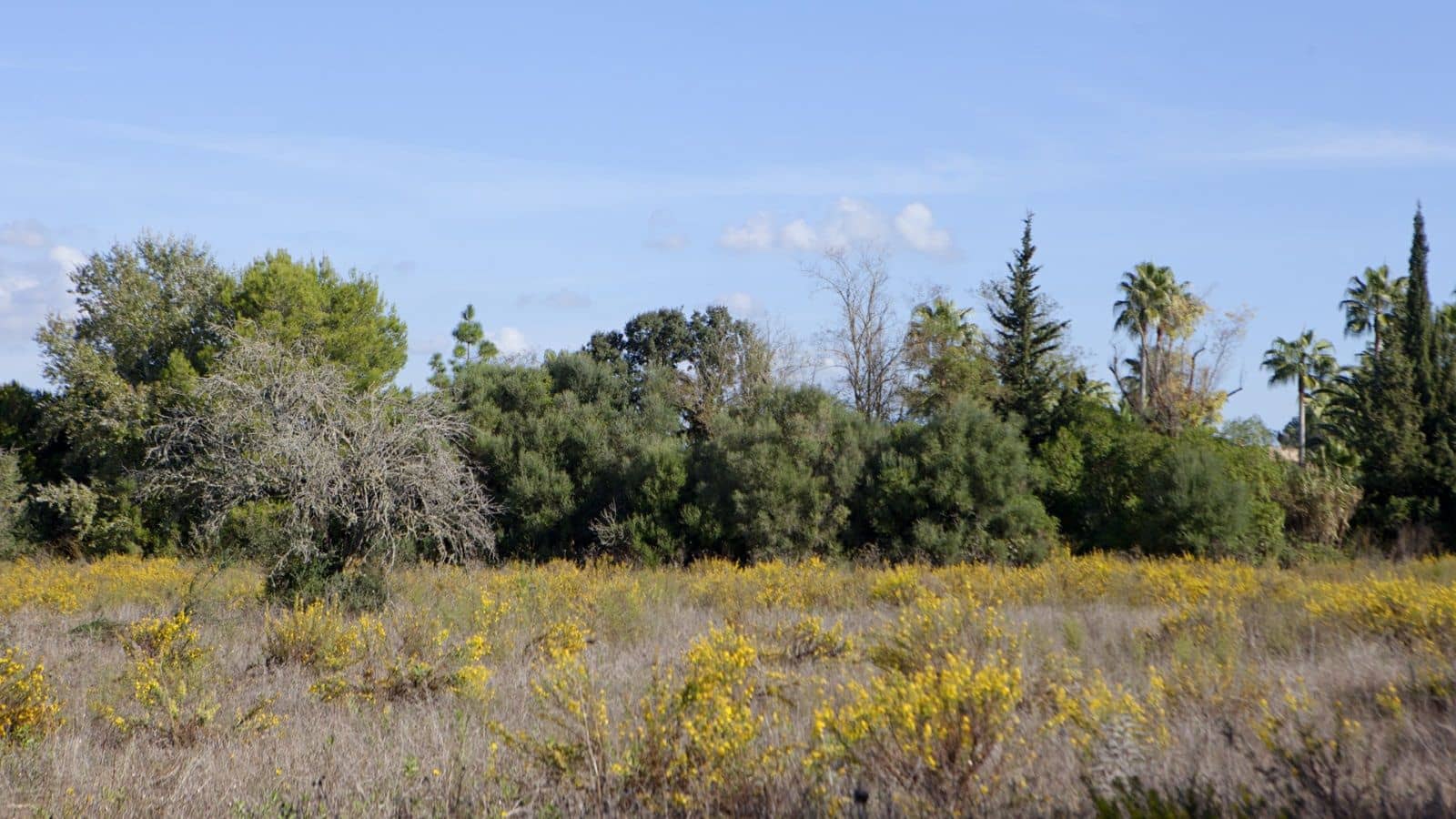 Terreno Non Edificato in vendita in Sencelles - 329.000 € (Rif: 9258122)