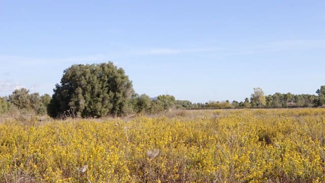 Undeveloped Land for sale in Sencelles - € 329,000 (Ref: 9258122)