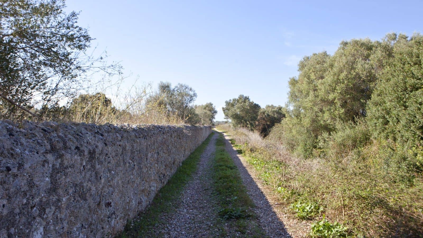 Terreno Non Edificato in vendita in Sencelles - 329.000 € (Rif: 9258122)