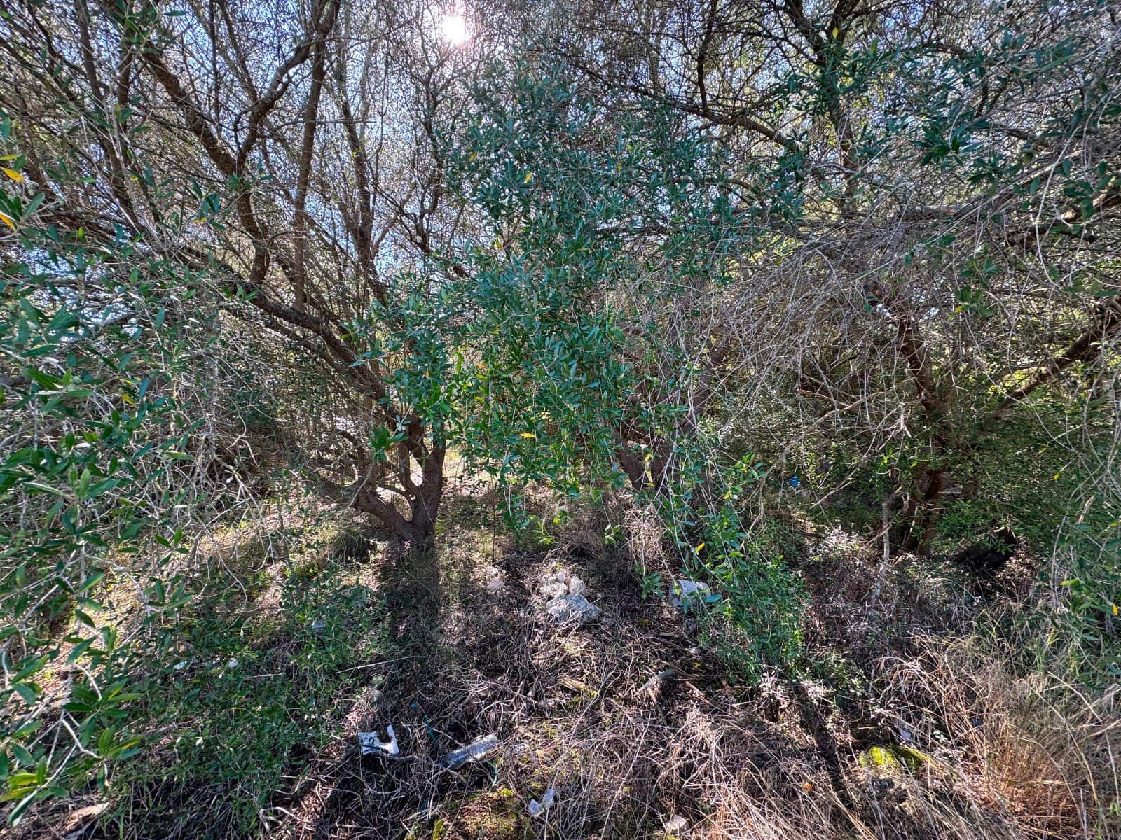 Byggetomt til salgs i Sa Pobla - € 375 000 (Ref: 9357872)