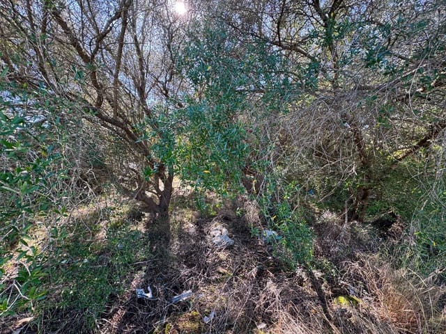 Building Plot for sale in Sa Pobla - € 375,000 (Ref: 9357872)