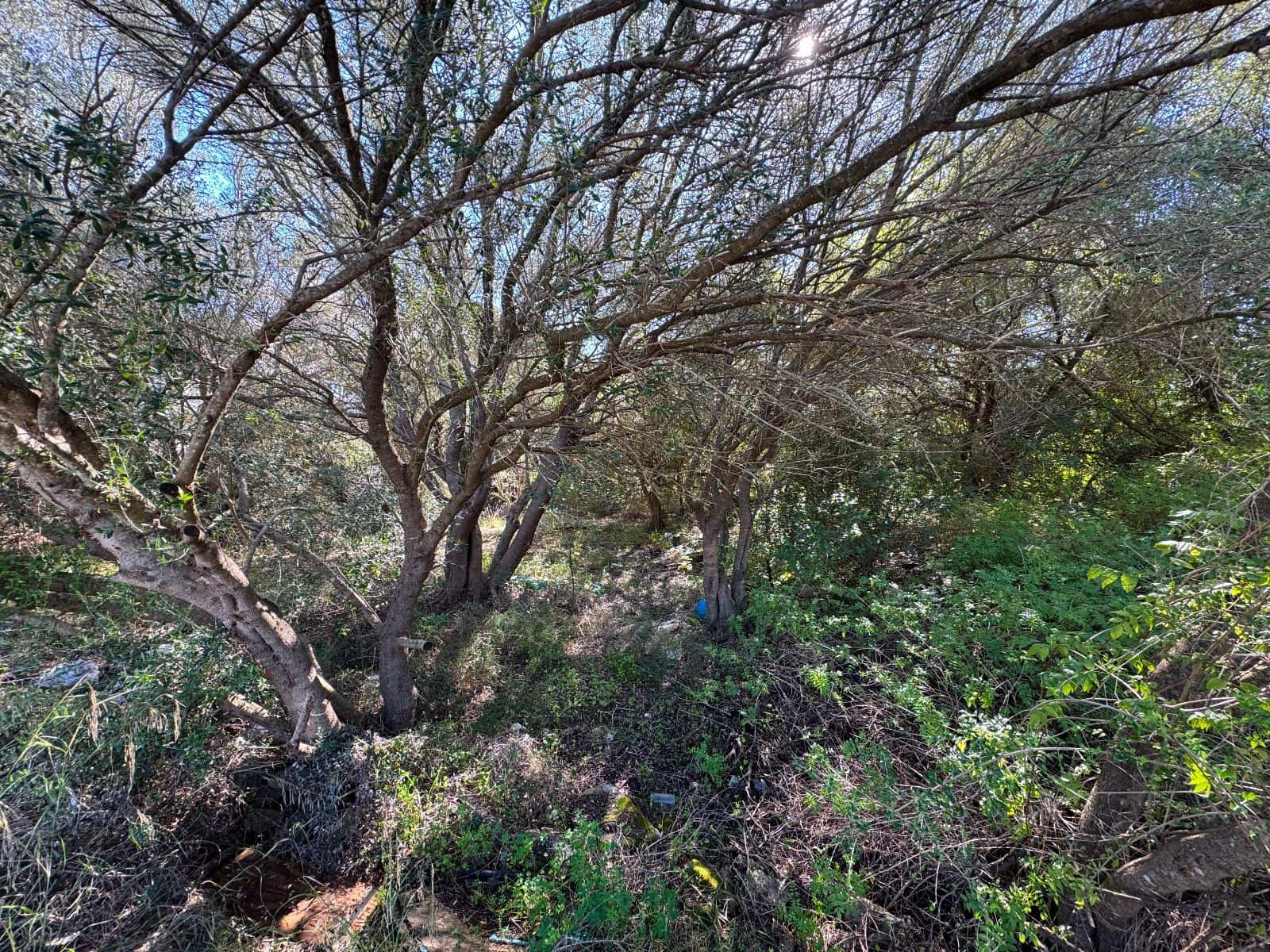 Byggetomt til salgs i Sa Pobla - € 375 000 (Ref: 9357872)