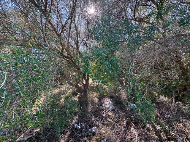 Building Plot for sale in Sa Pobla - € 375,000 (Ref: 9357872)