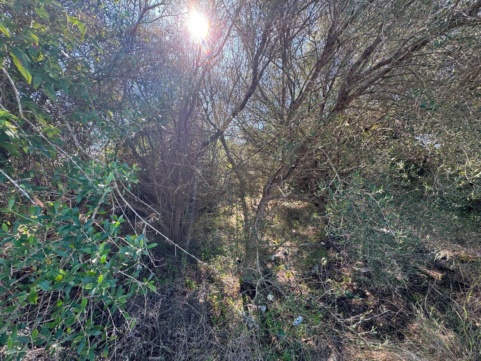 Byggetomt til salgs i Sa Pobla - € 375 000 (Ref: 9357872)