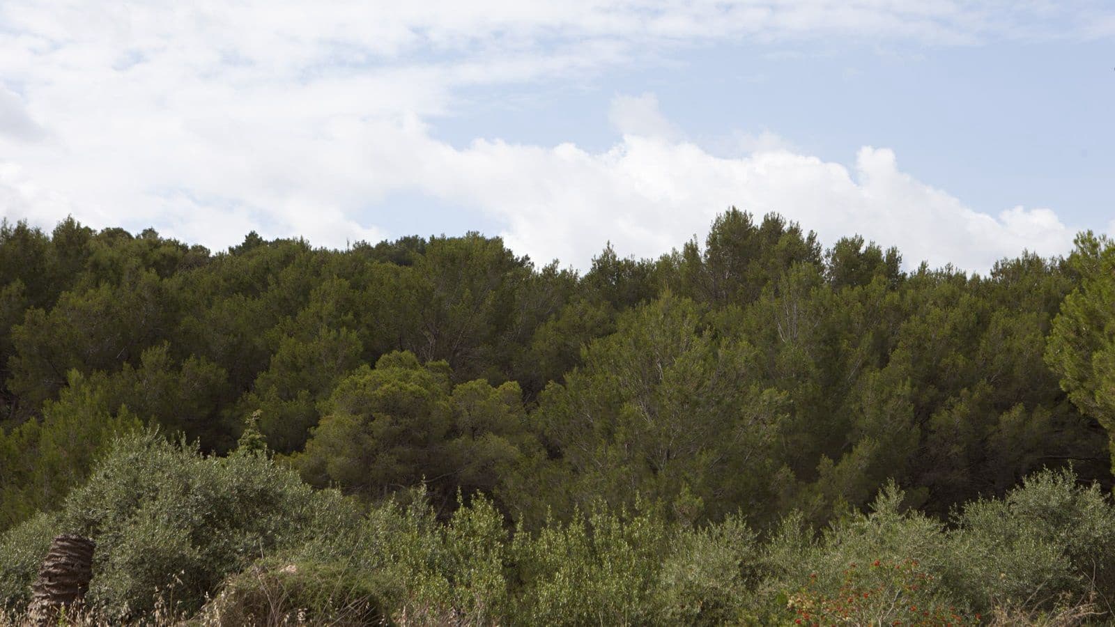 Building Plot for sale in Mal Pas-Bon Aire - € 213,000 (Ref: 9523108)