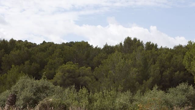 Byggegrund til salg i Mal Pas-Bon Aire, Alcúdia - € 213.000 (Ref: 9523108)