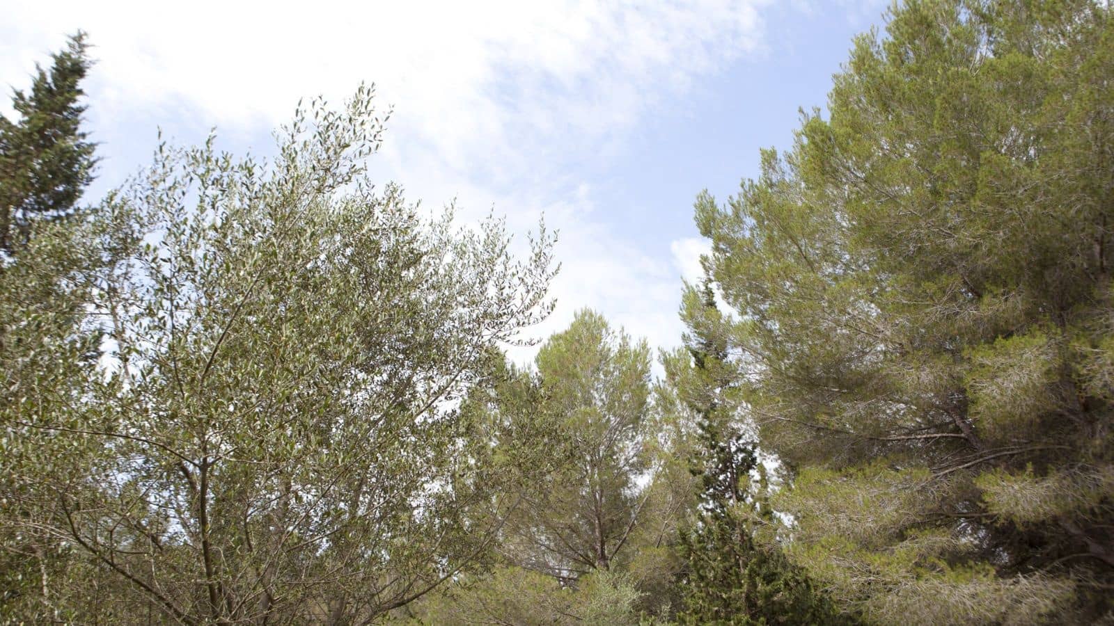 Building Plot for sale in Mal Pas-Bon Aire - € 213,000 (Ref: 9523108)