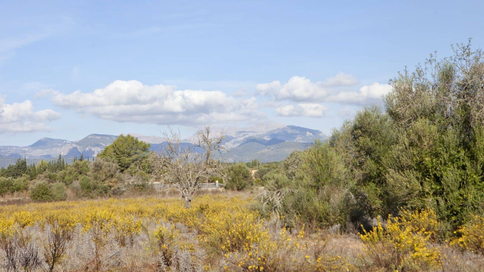 Mark till salu i Sencelles - 249 000 € (Ref: 9523120)