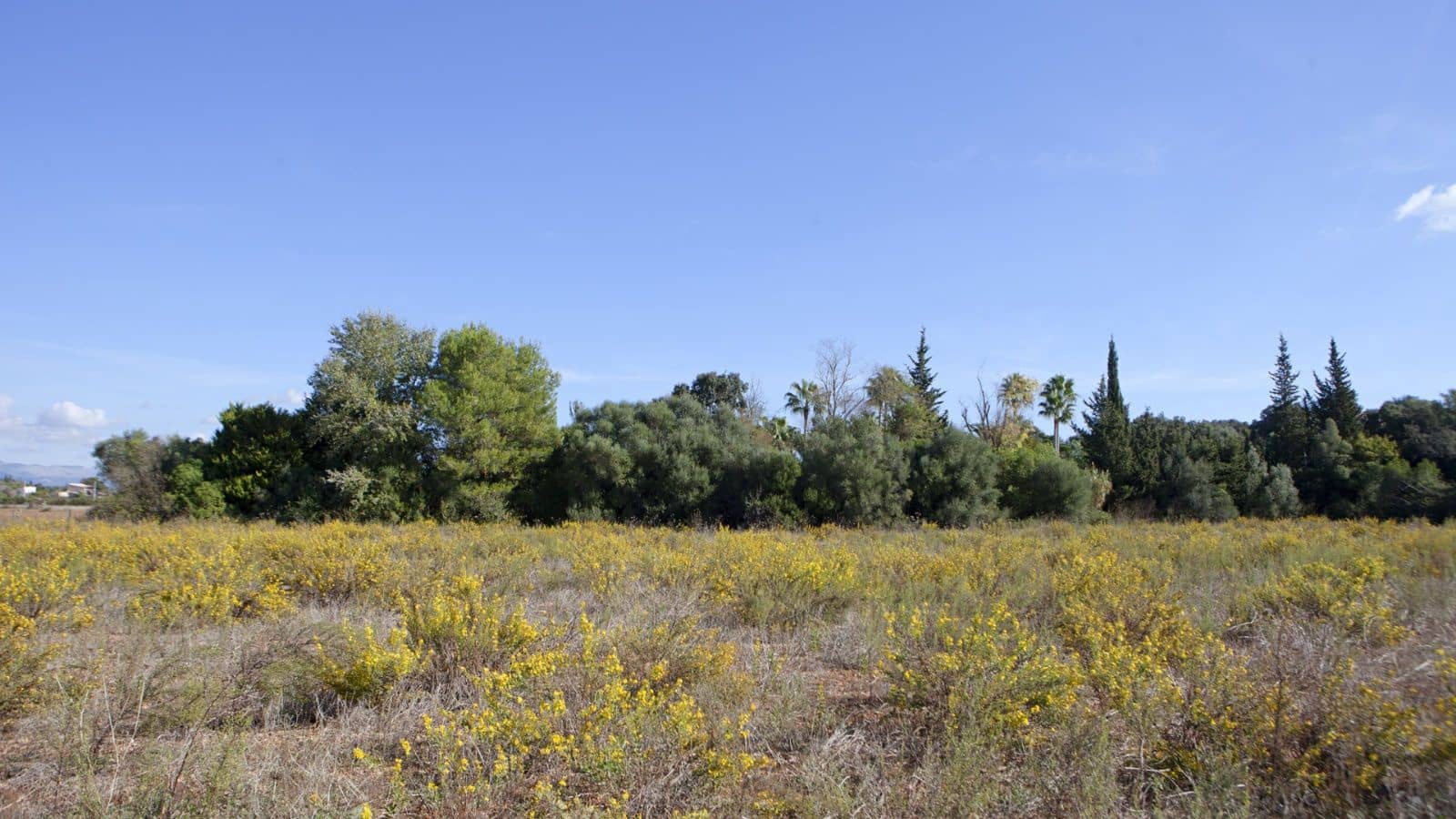 Mark till salu i Sencelles - 249 000 € (Ref: 9523120)