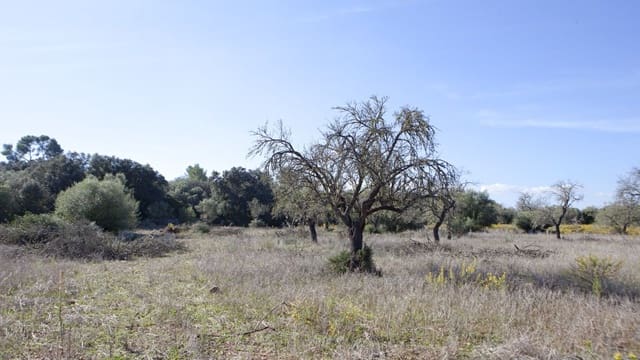 Mark till salu i Sencelles - 249 000 € (Ref: 9523120)