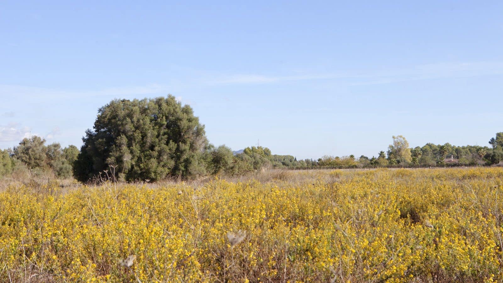 Mark till salu i Sencelles - 249 000 € (Ref: 9523120)