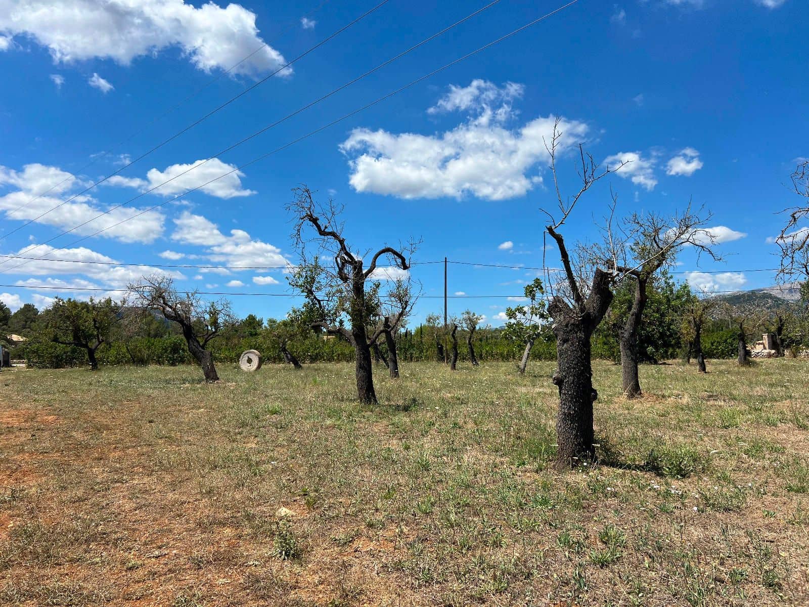Ubebygd land til salgs i Pollensa / Pollenca - € 650 000 (Ref: 9523124)