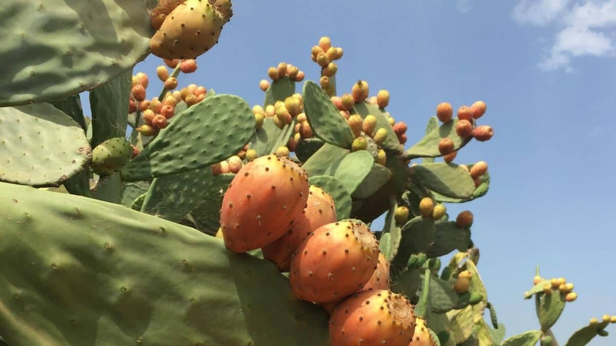 Finka/Dom wiejski na sprzedaż w Sa Pobla - 745 000 € (Ref: 9523131)