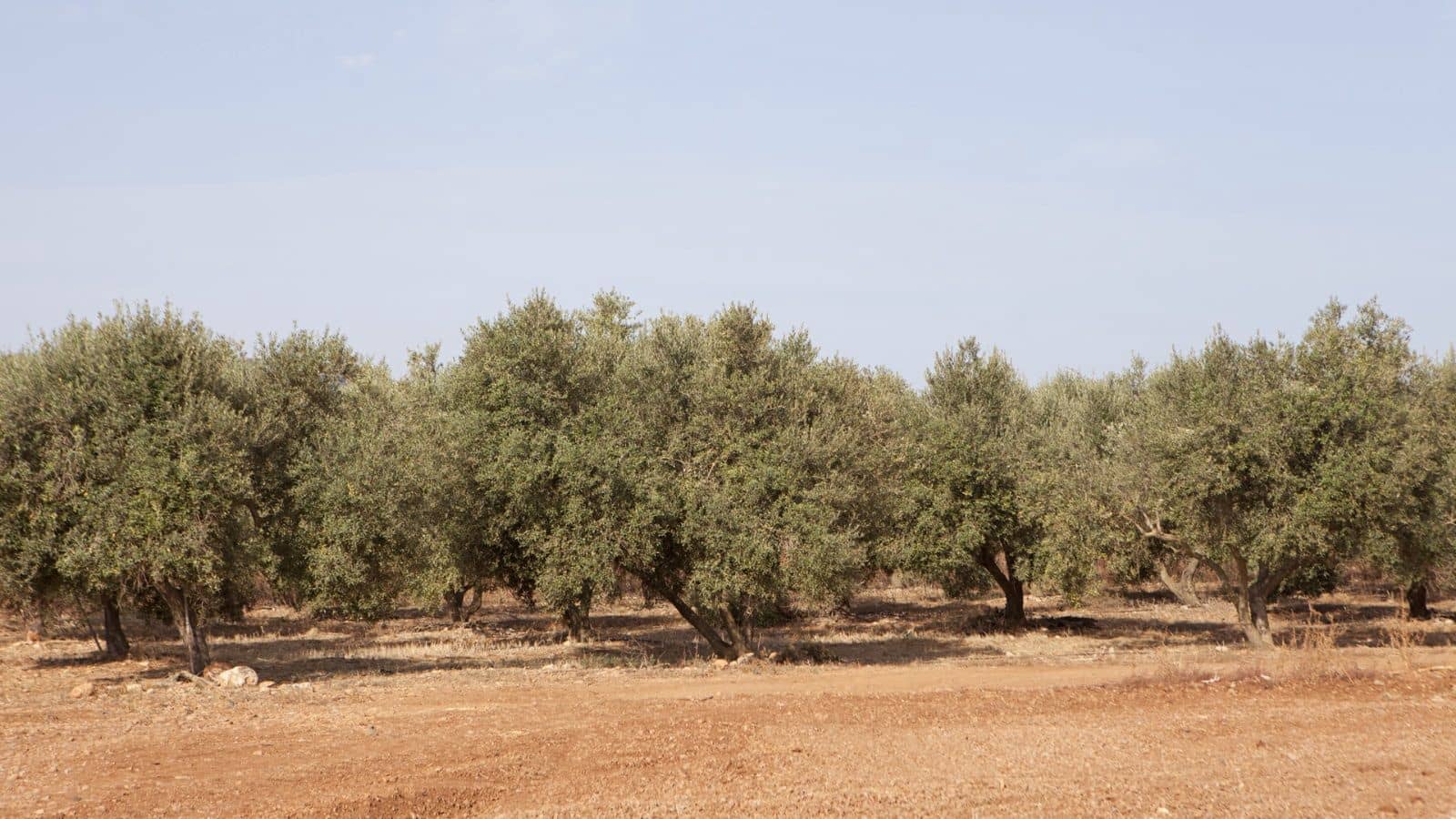 Finka/Dom wiejski na sprzedaż w Sa Pobla - 745 000 € (Ref: 9523131)