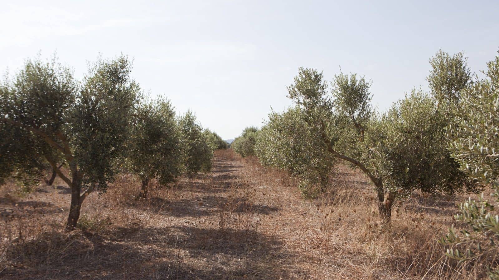 Finka/Dom wiejski na sprzedaż w Sa Pobla - 745 000 € (Ref: 9523131)