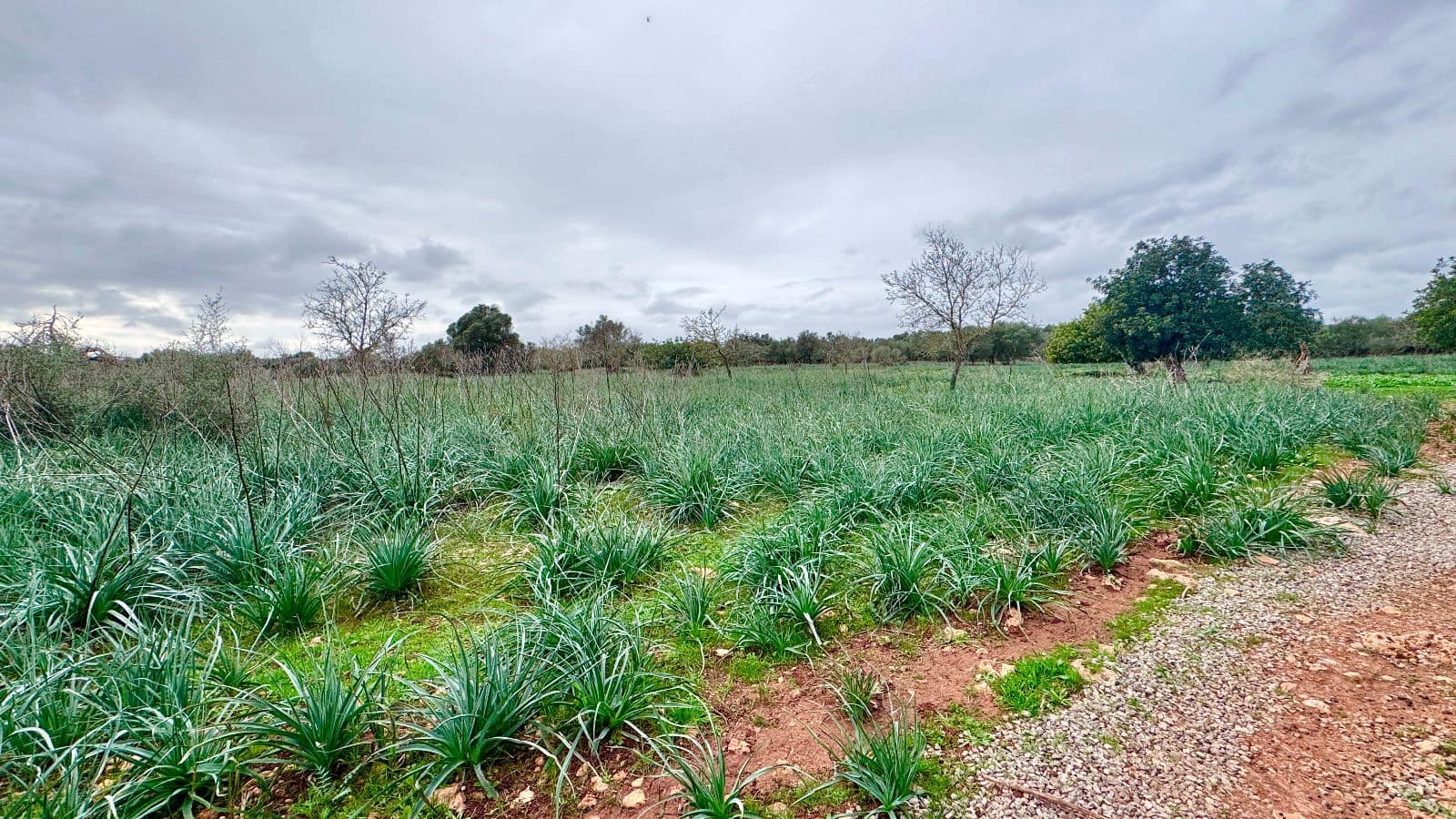 6 slaapkamer Finca/Landhuis te koop in Manacor met garage - € 2.200.000 (Ref: 9523140)