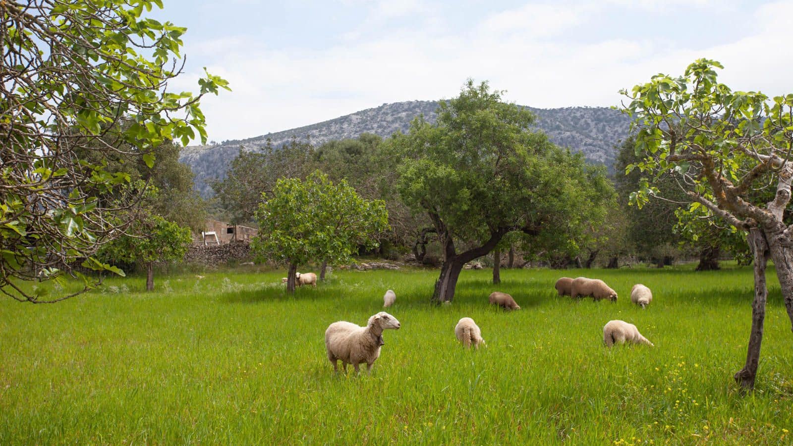 4 Zimmer Finca/Landgut zu verkaufen in Pollensa / Pollenca mit Garage - 1.800.000 € (Ref: 9523142)