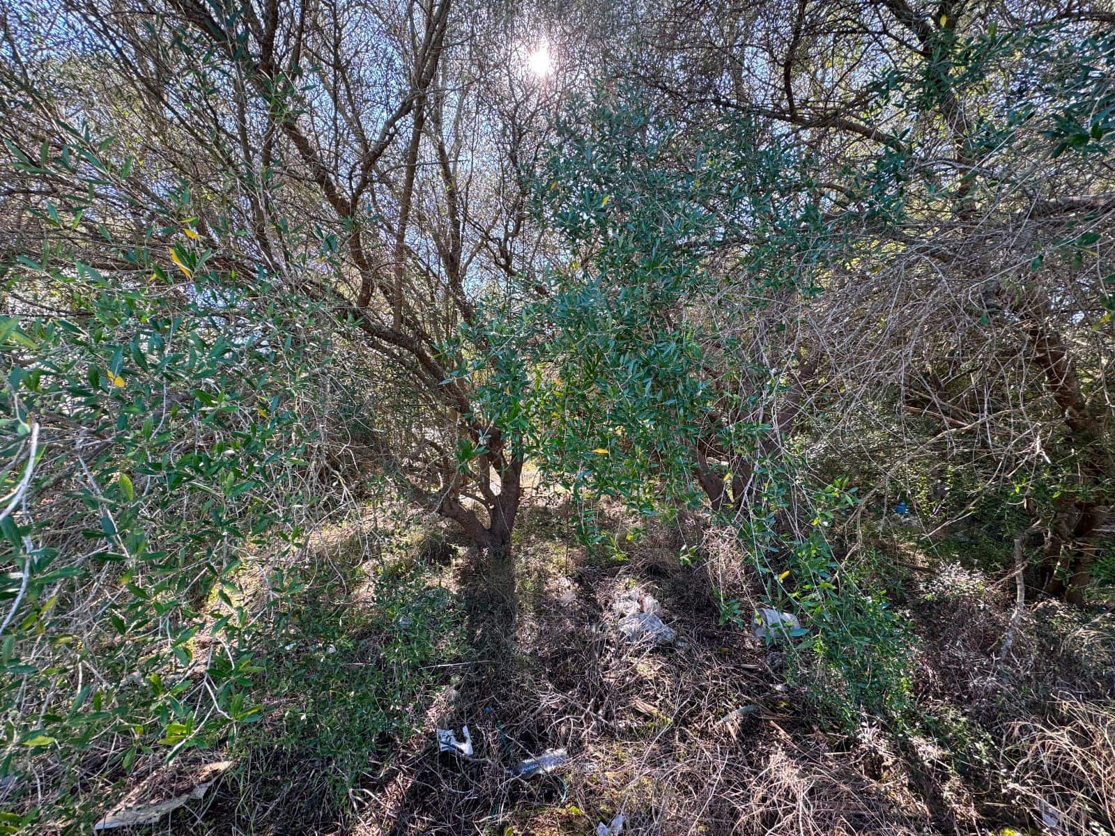 Byggetomt til salgs i Sa Pobla - € 375 000 (Ref: 9523155)