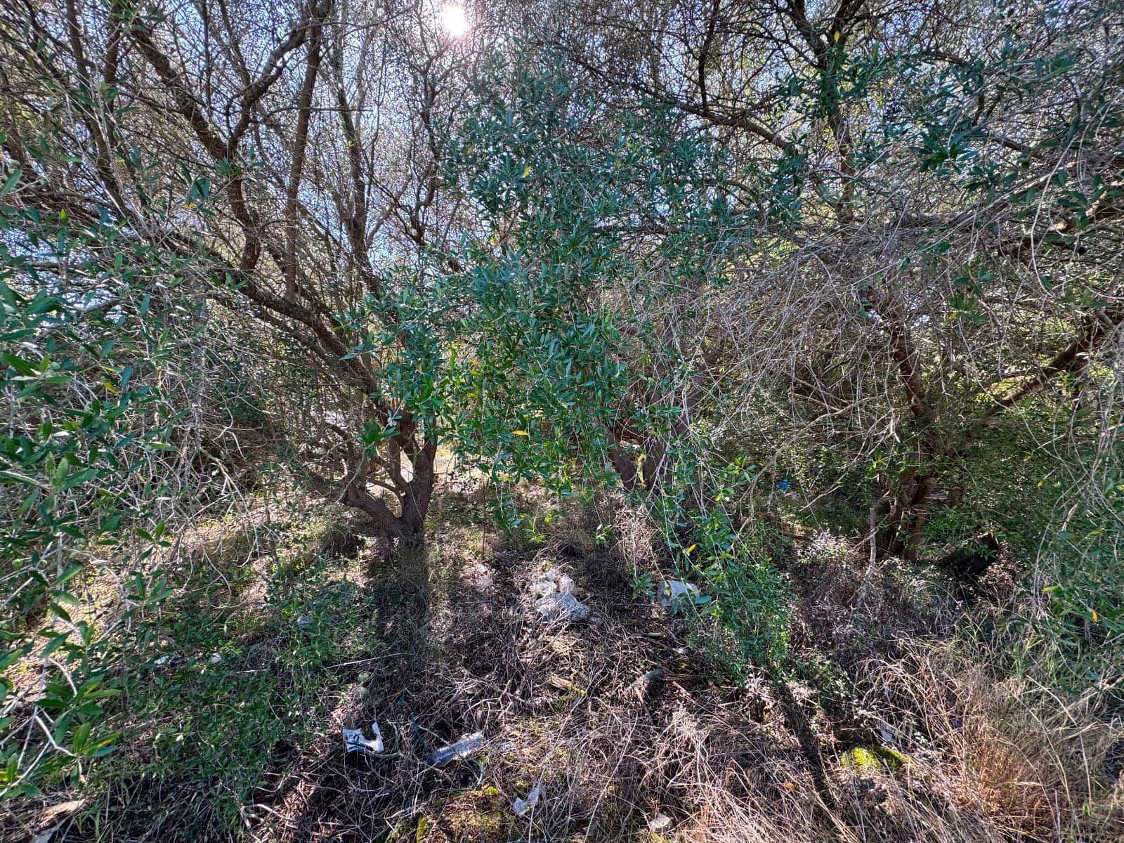 Byggetomt til salgs i Sa Pobla - € 375 000 (Ref: 9523155)