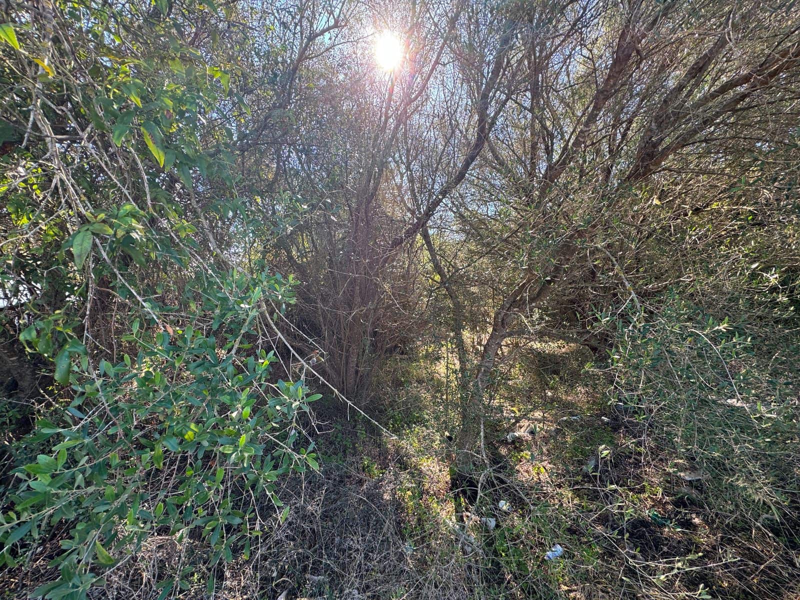 Byggetomt til salgs i Sa Pobla - € 375 000 (Ref: 9523155)