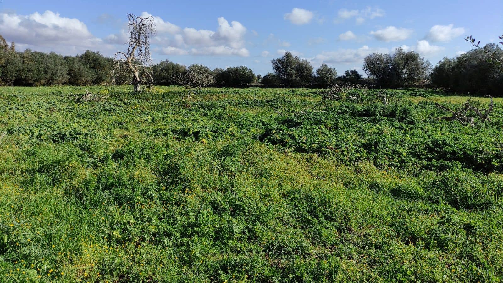 8 slaapkamer Finca/Landhuis te koop in Manacor met garage - € 2.000.000 (Ref: 9523158)