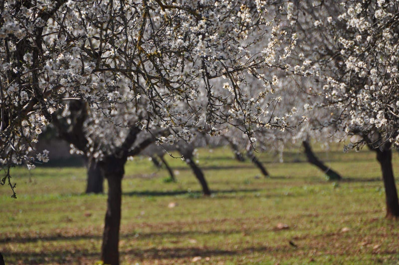 Solar/Parcela en Sencelles en venta - 250.000 € (Ref: 9523174)