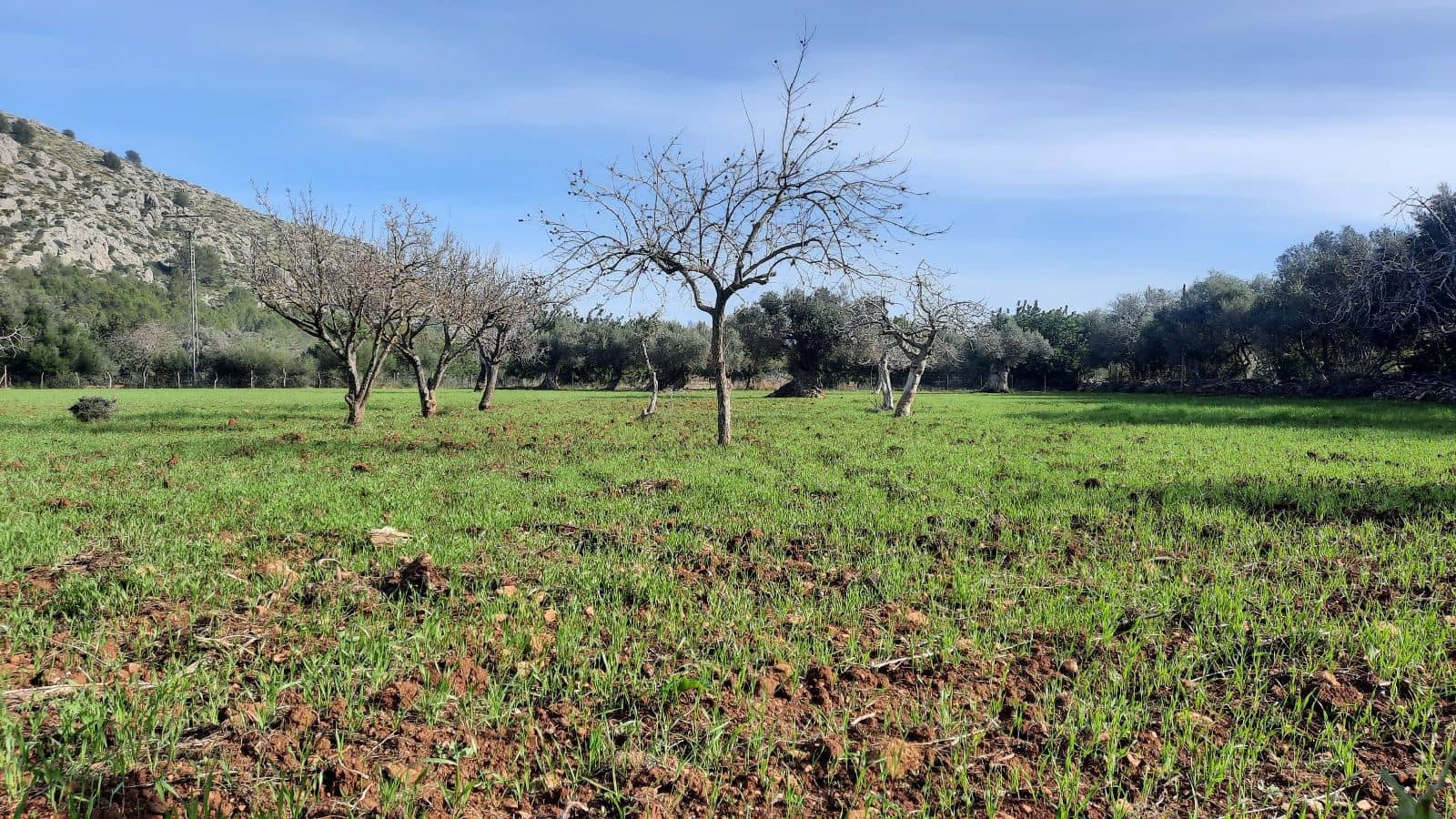 5 Zimmer Finca/Landgut zu verkaufen in Pollensa / Pollenca mit Garage - 890.000 € (Ref: 9523190)