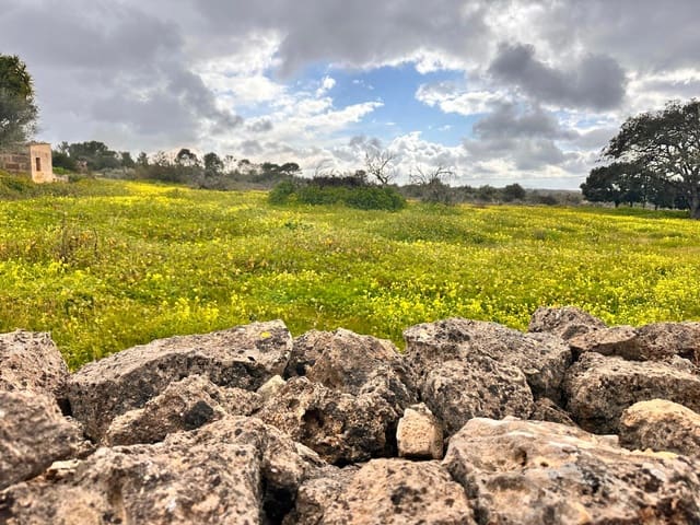 Terreno Não Urbanizado para venda em Sineu - 375 000 € (Ref: 9523201)