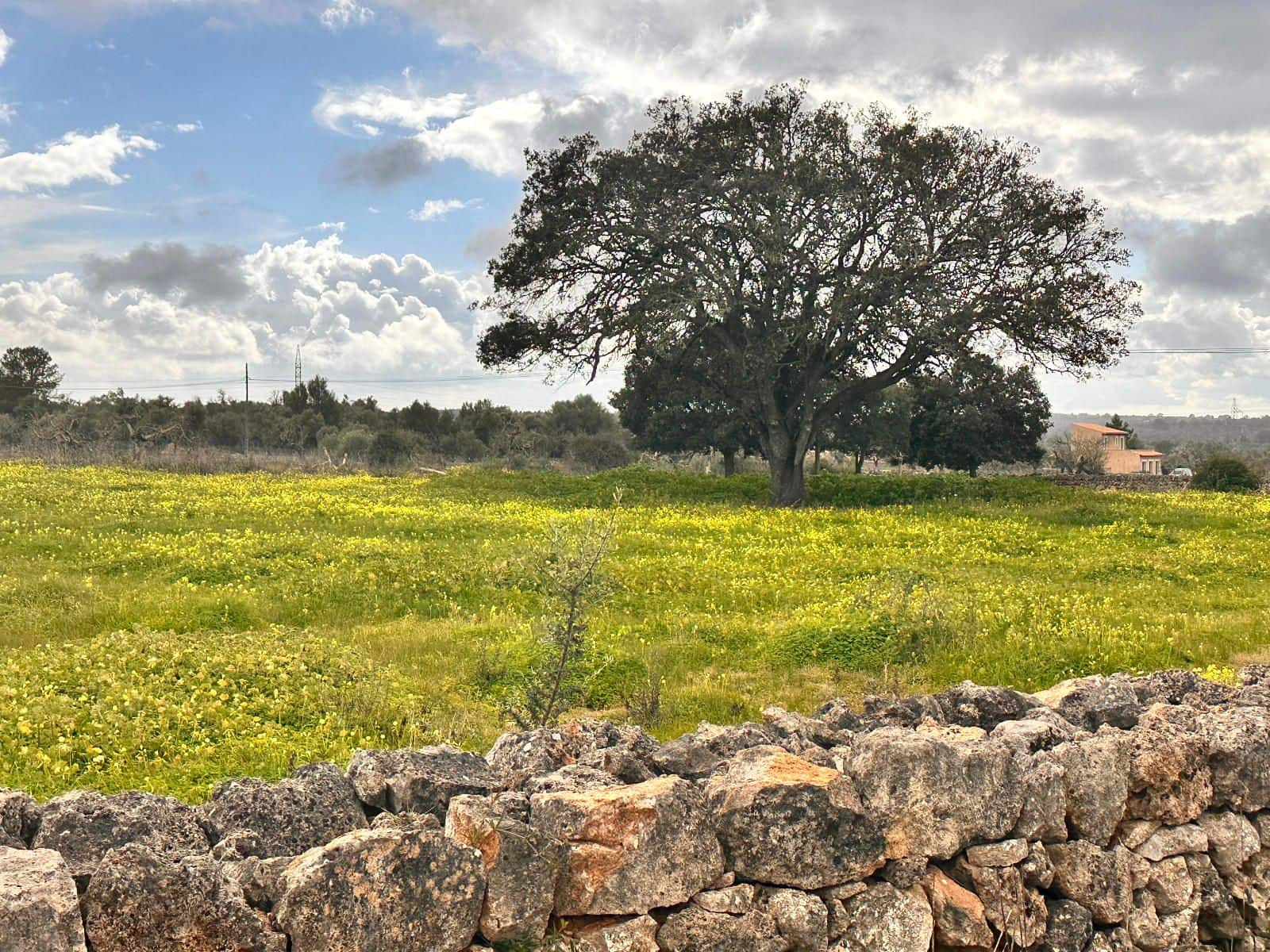 Terreno Não Urbanizado para venda em Sineu - 375 000 € (Ref: 9523201)