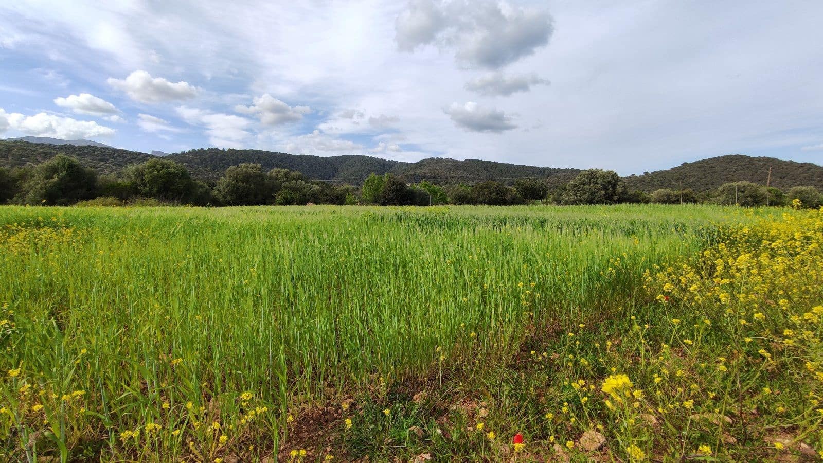 Rakentamaton maa myytävänä paikassa Campanet - 320 000 € (Ref: 9523228)