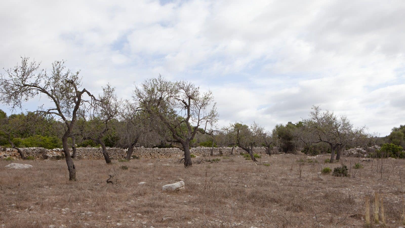 2 bedroom Finca/Country House for sale in Arta - € 1,800,000 (Ref: 9523229)