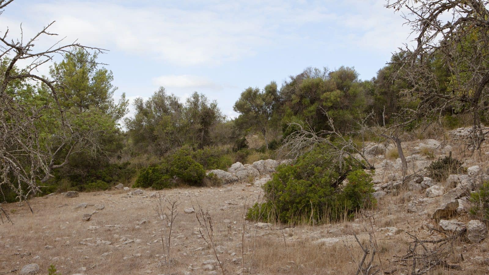 2 bedroom Finca/Country House for sale in Arta - € 1,800,000 (Ref: 9523229)