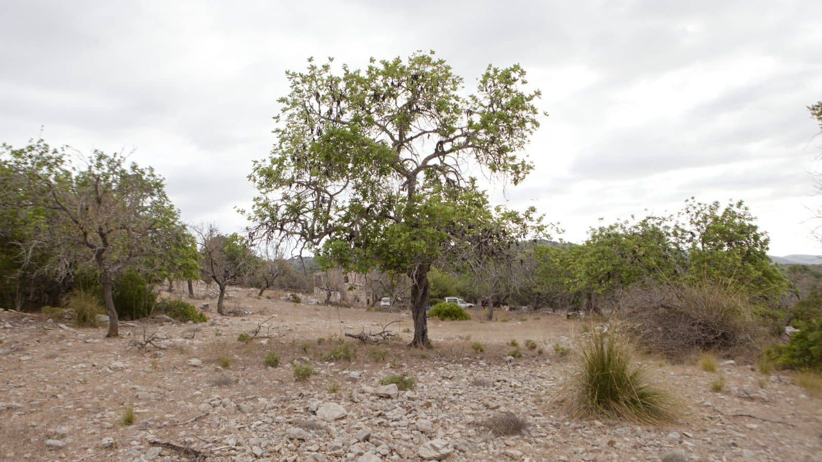 2 bedroom Finca/Country House for sale in Arta - € 1,800,000 (Ref: 9523229)