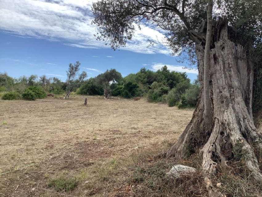 Rakentamaton maa myytävänä paikassa Capdepera - 399 000 € (Ref: 9523235)