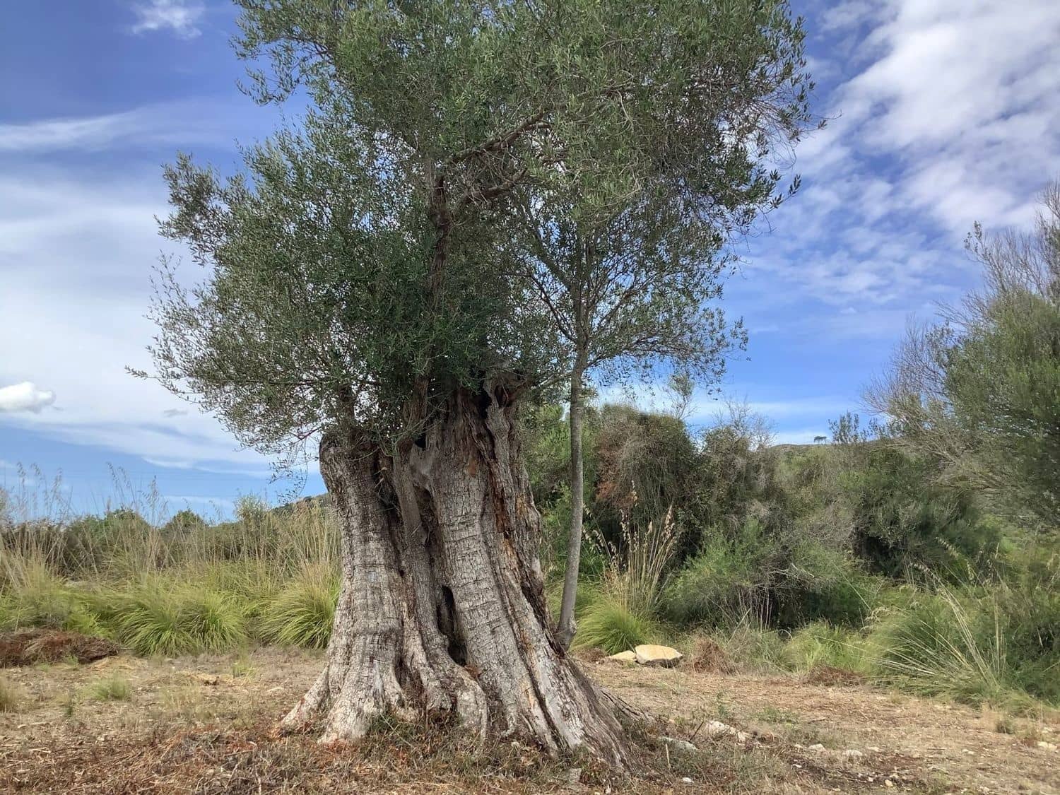 Rakentamaton maa myytävänä paikassa Capdepera - 399 000 € (Ref: 9523235)