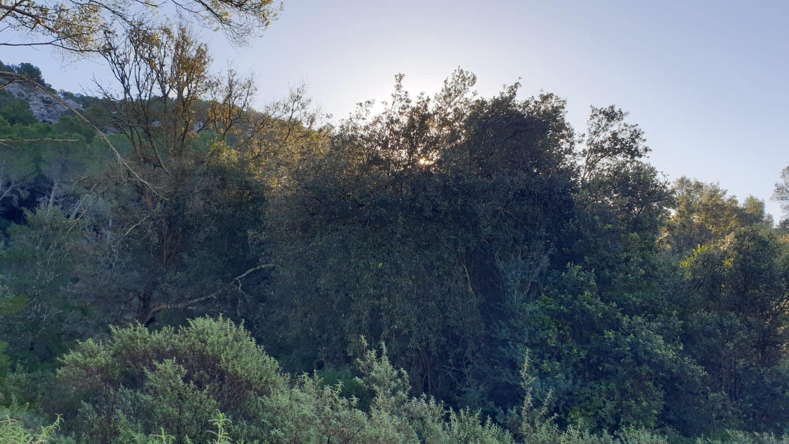 Grond te koop in Sa Pobla - € 800.000 (Ref: 9523243)