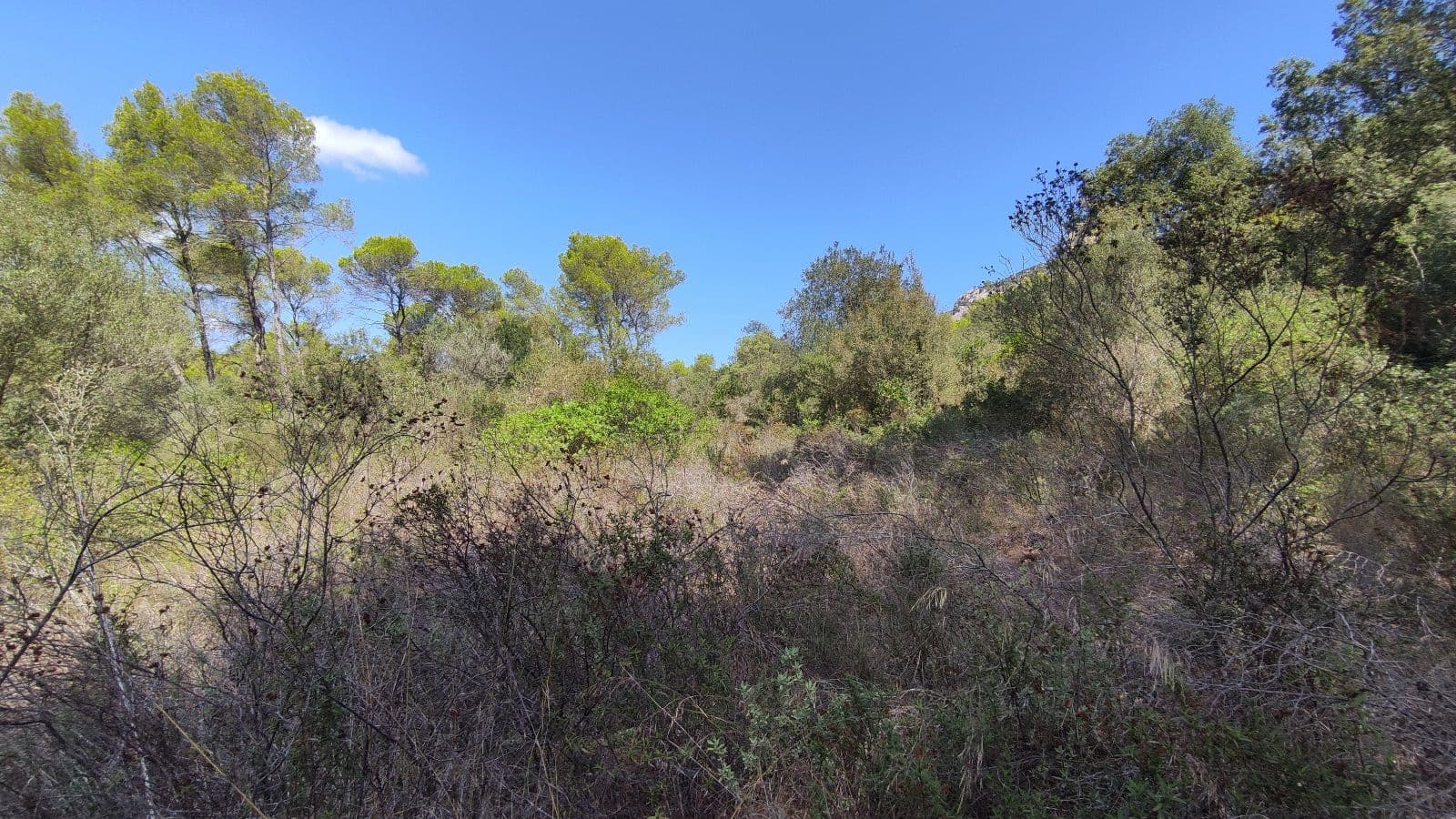 Grond te koop in Sa Pobla - € 800.000 (Ref: 9523243)