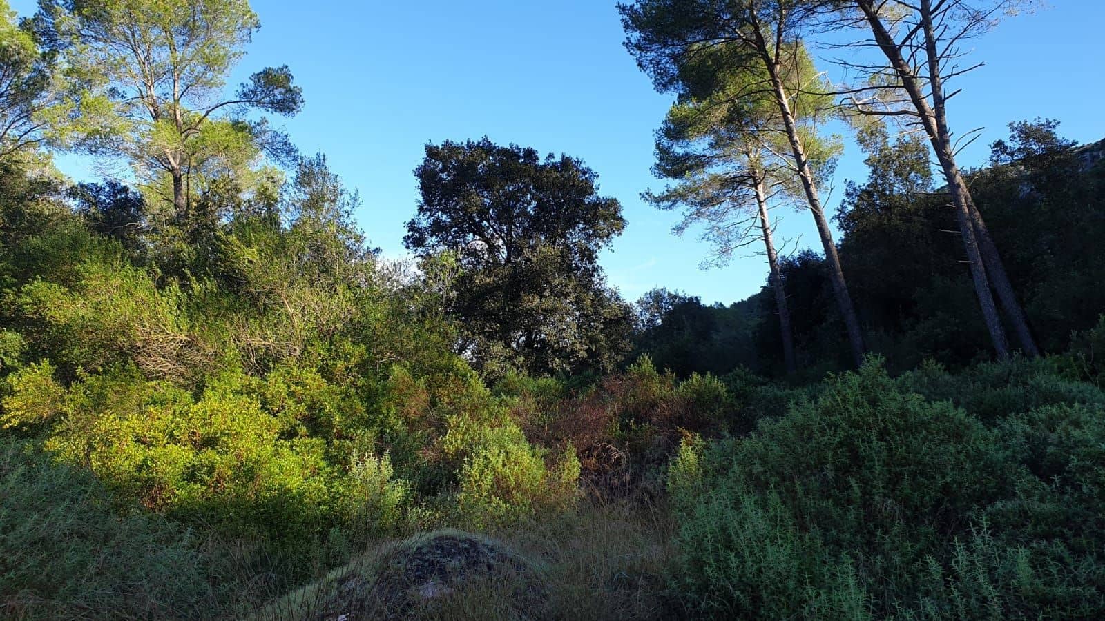 Grond te koop in Sa Pobla - € 800.000 (Ref: 9523243)