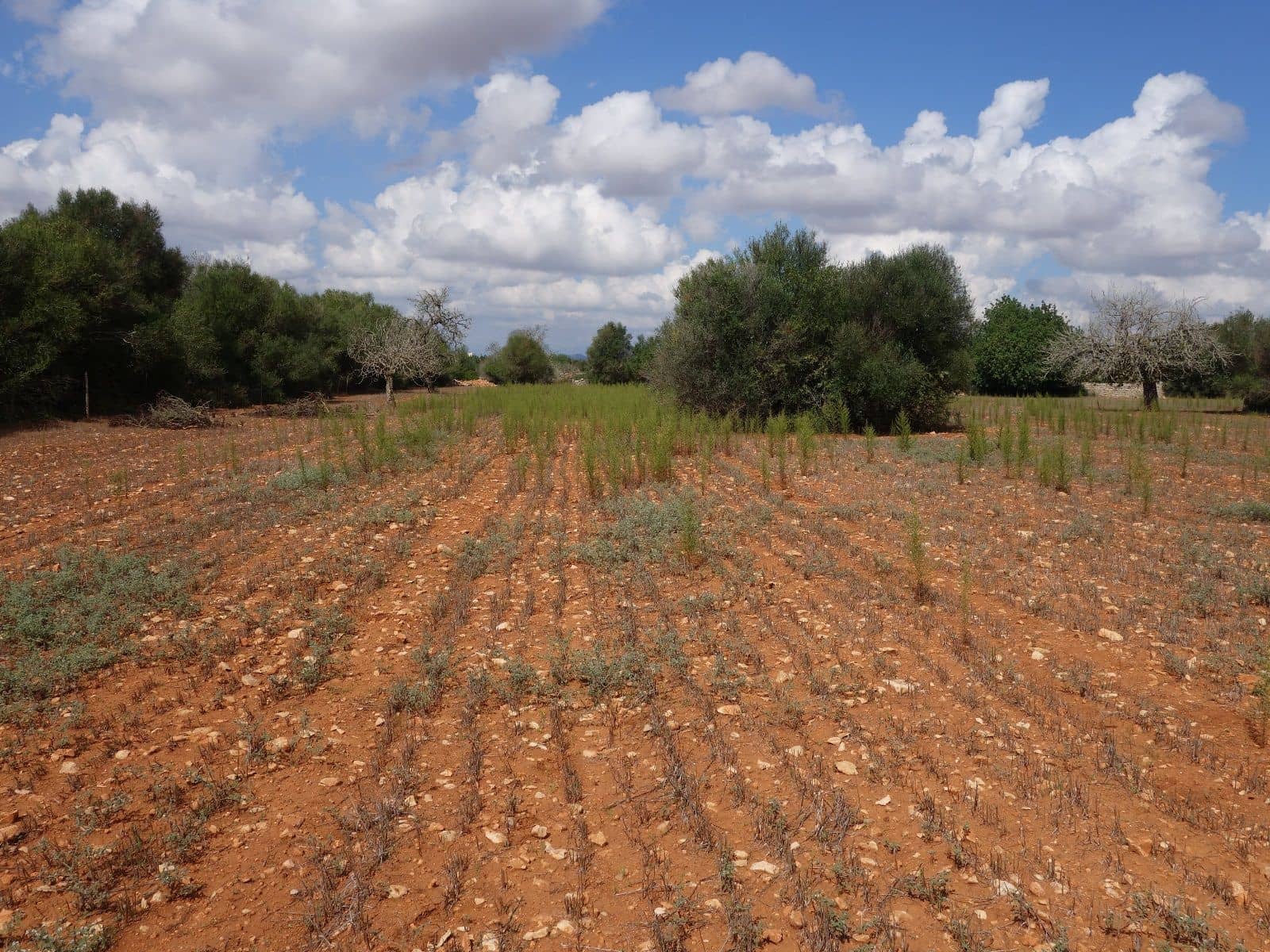 Teren niezagospodarowany na sprzedaż w Felanitx - 375 000 € (Ref: 9525757)