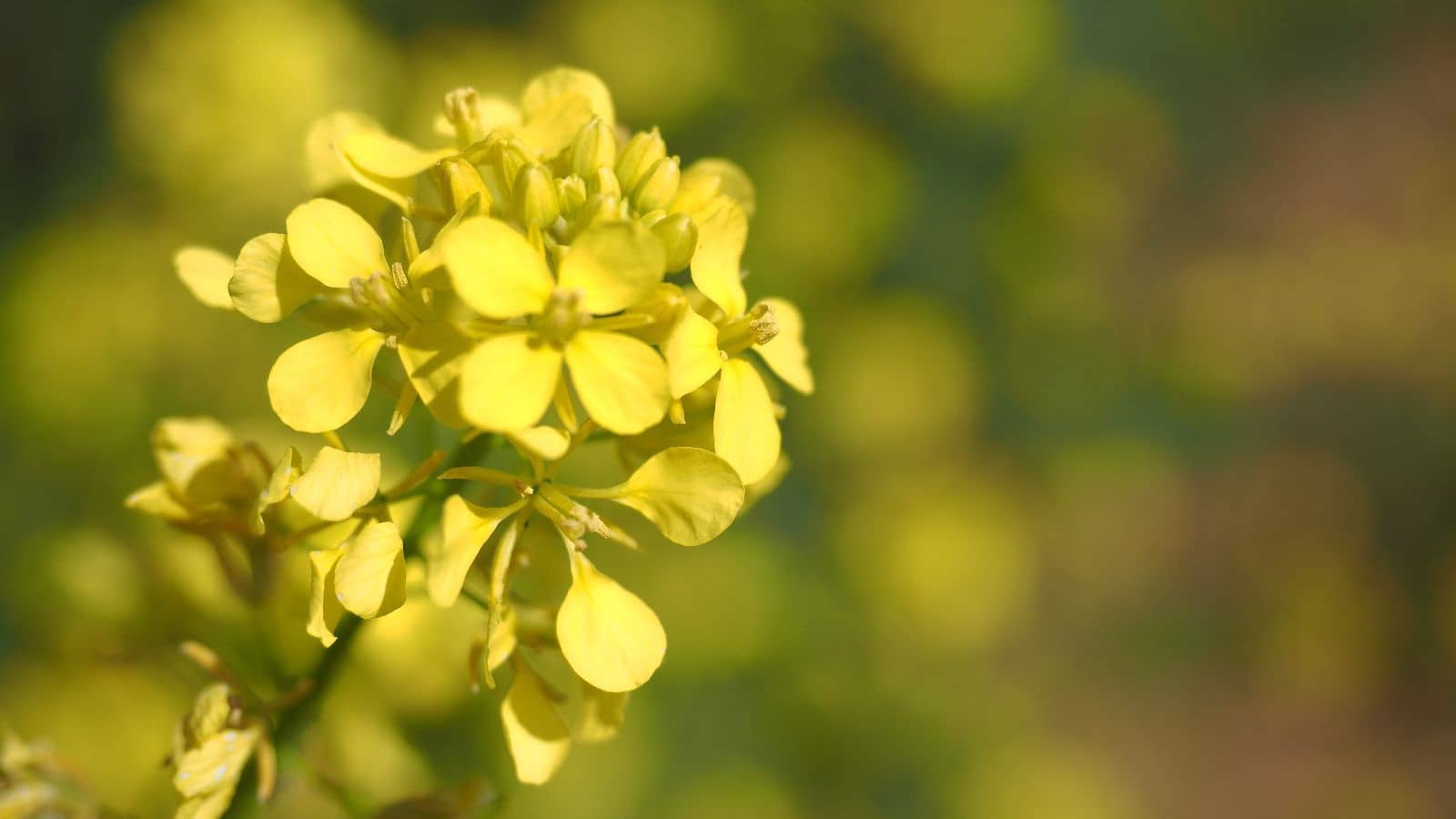 Finca/Hus på landet till salu i Sa Pobla med garage - 499 000 € (Ref: 9553146)