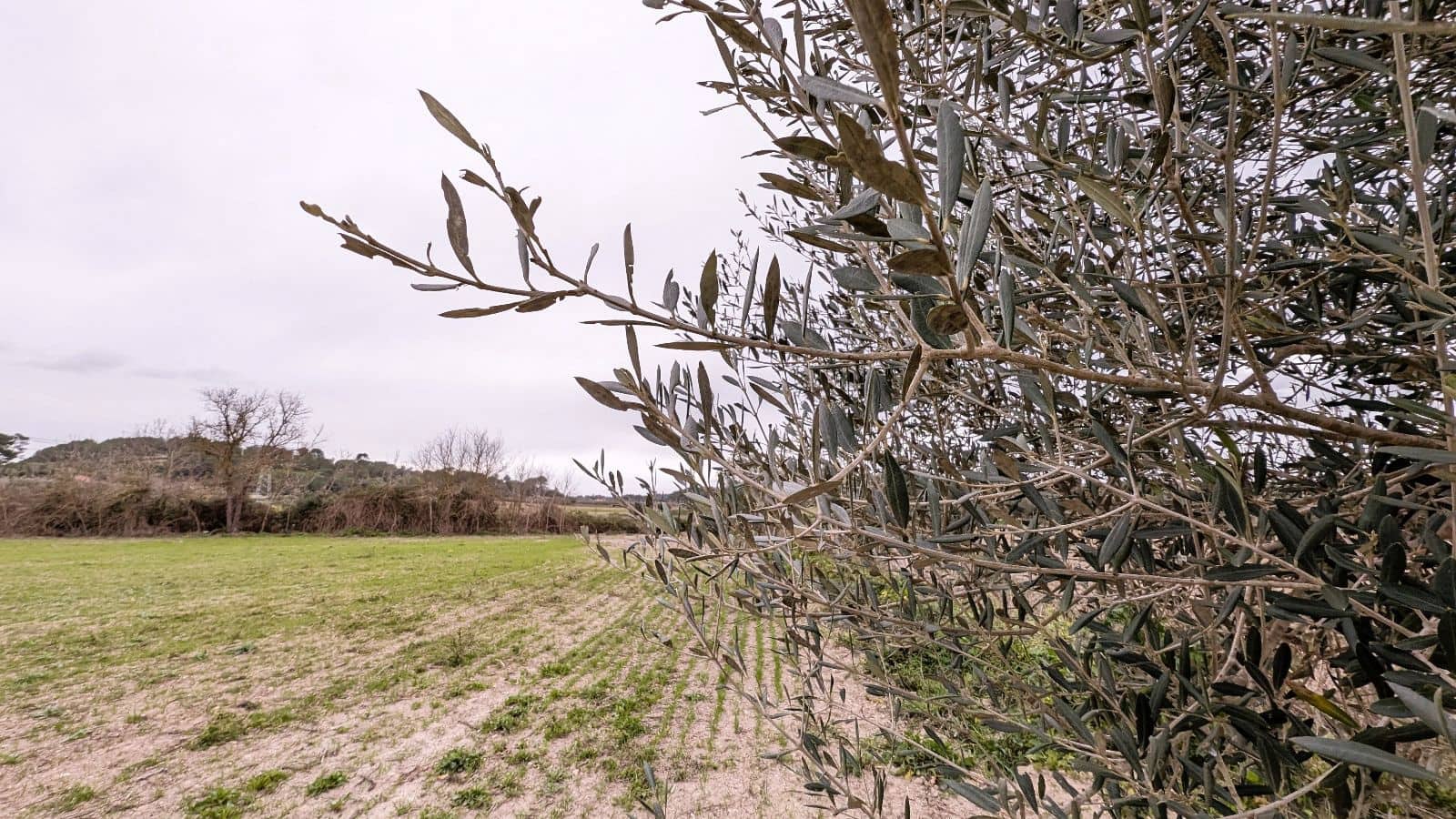 Rakentamaton maa myytävänä paikassa Muro - 175 000 € (Ref: 9599910)