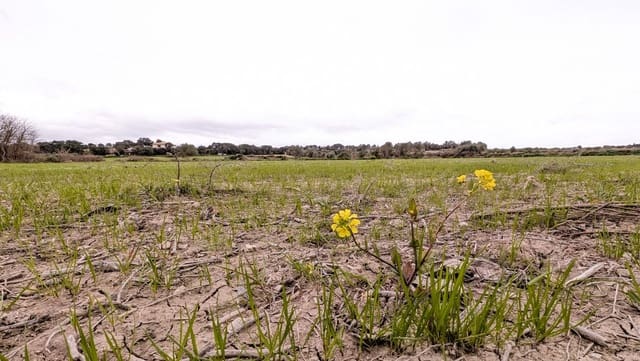 Rakentamaton maa myytävänä paikassa Muro - 175 000 € (Ref: 9599910)