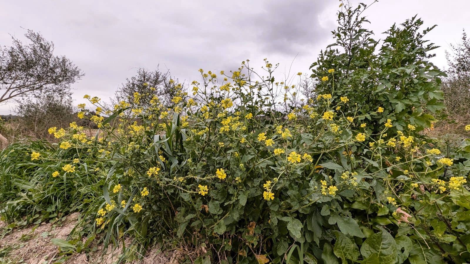 Rakentamaton maa myytävänä paikassa Muro - 175 000 € (Ref: 9599910)