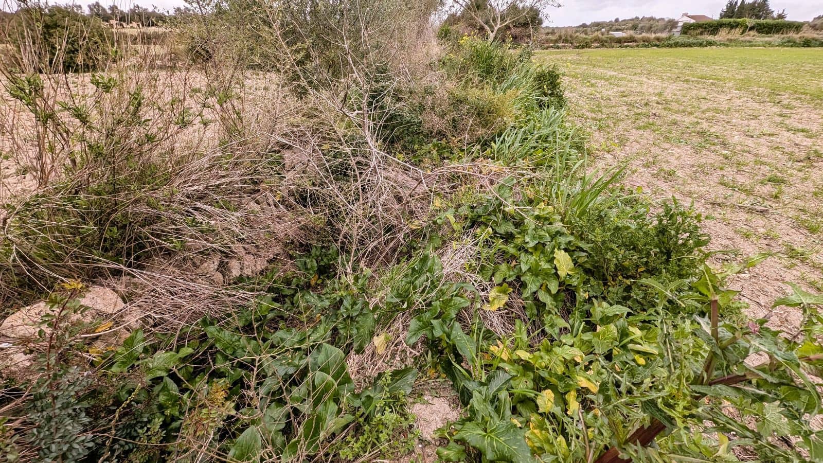 Rakentamaton maa myytävänä paikassa Muro - 175 000 € (Ref: 9599910)