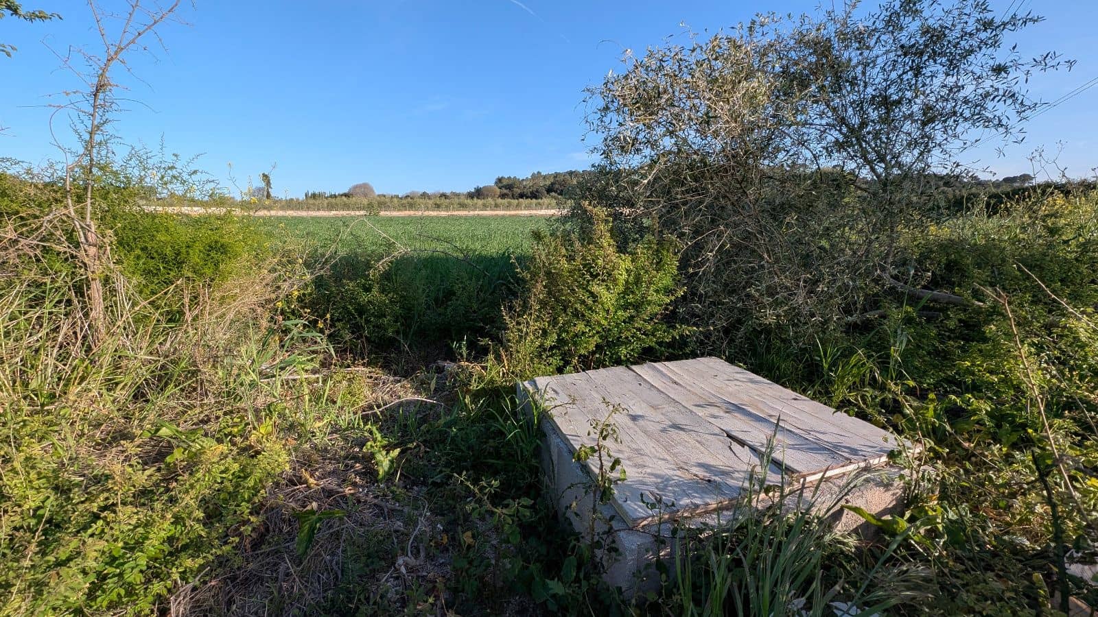 Undeveloped Land for sale in Muro - € 169,000 (Ref: 9599910)