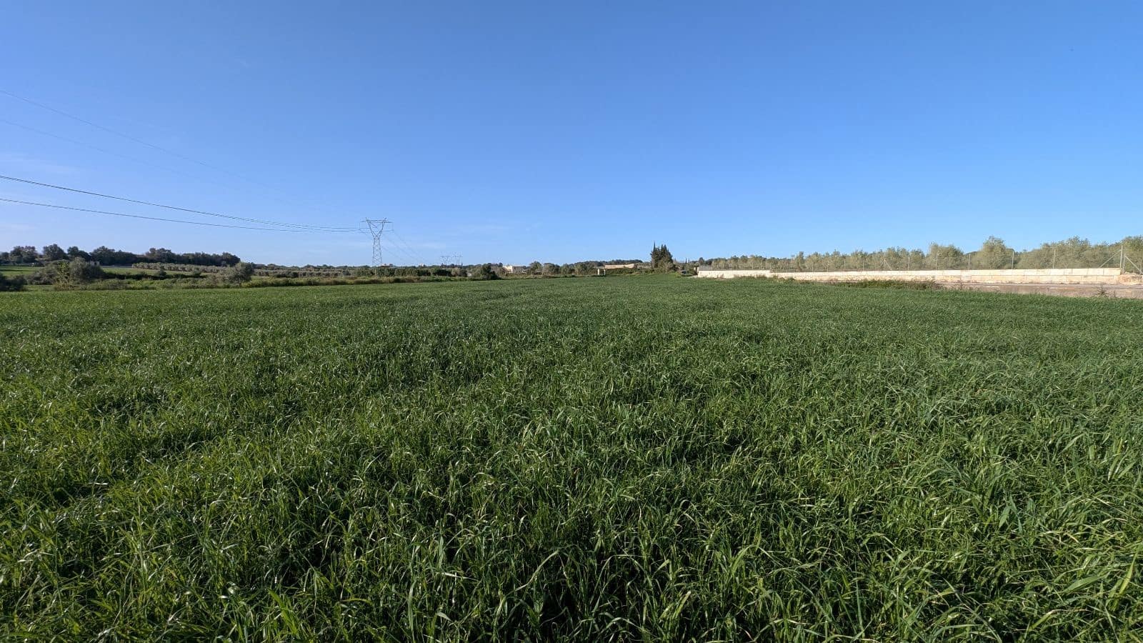 Undeveloped Land for sale in Muro - € 169,000 (Ref: 9599910)