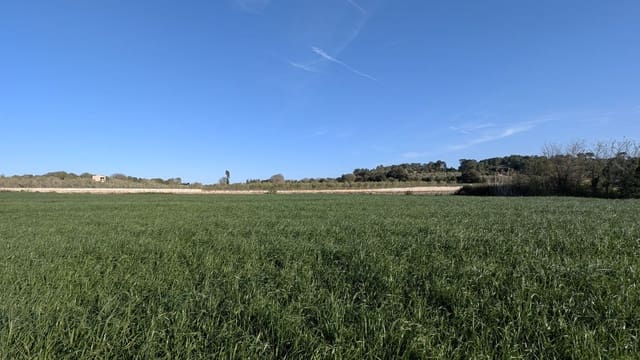 Rakentamaton maa myytävänä paikassa Muro - 175 000 € (Ref: 9599910)