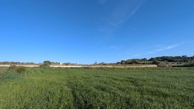 Terre non Aménagée à vendre à Muro - 155 000 € (Ref: 9599910)